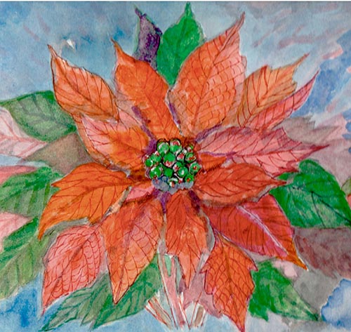 Poinsettia