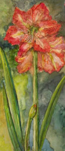 Amaryllis