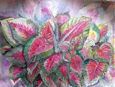 Coleus