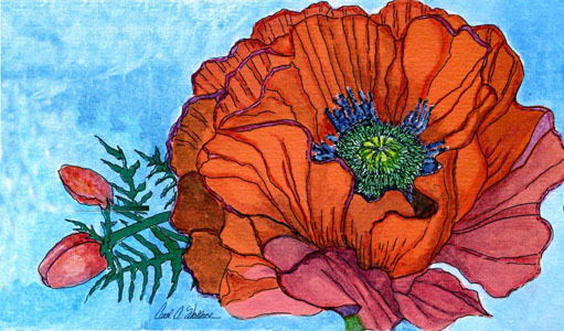 Orange Poppy